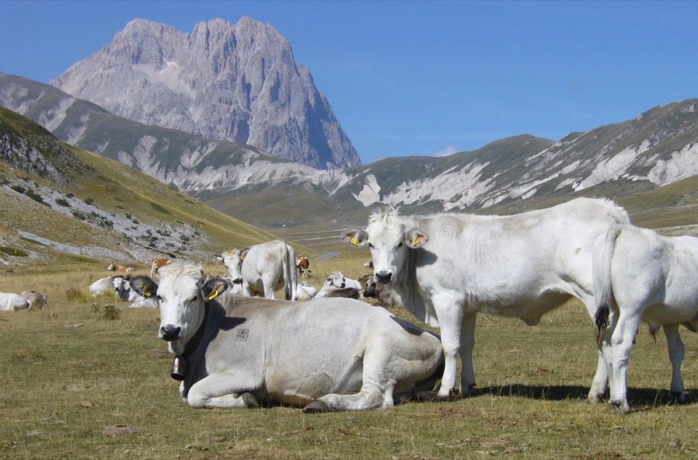 Bovini bianchi al pascolo sugli altipiani dell'Appennino