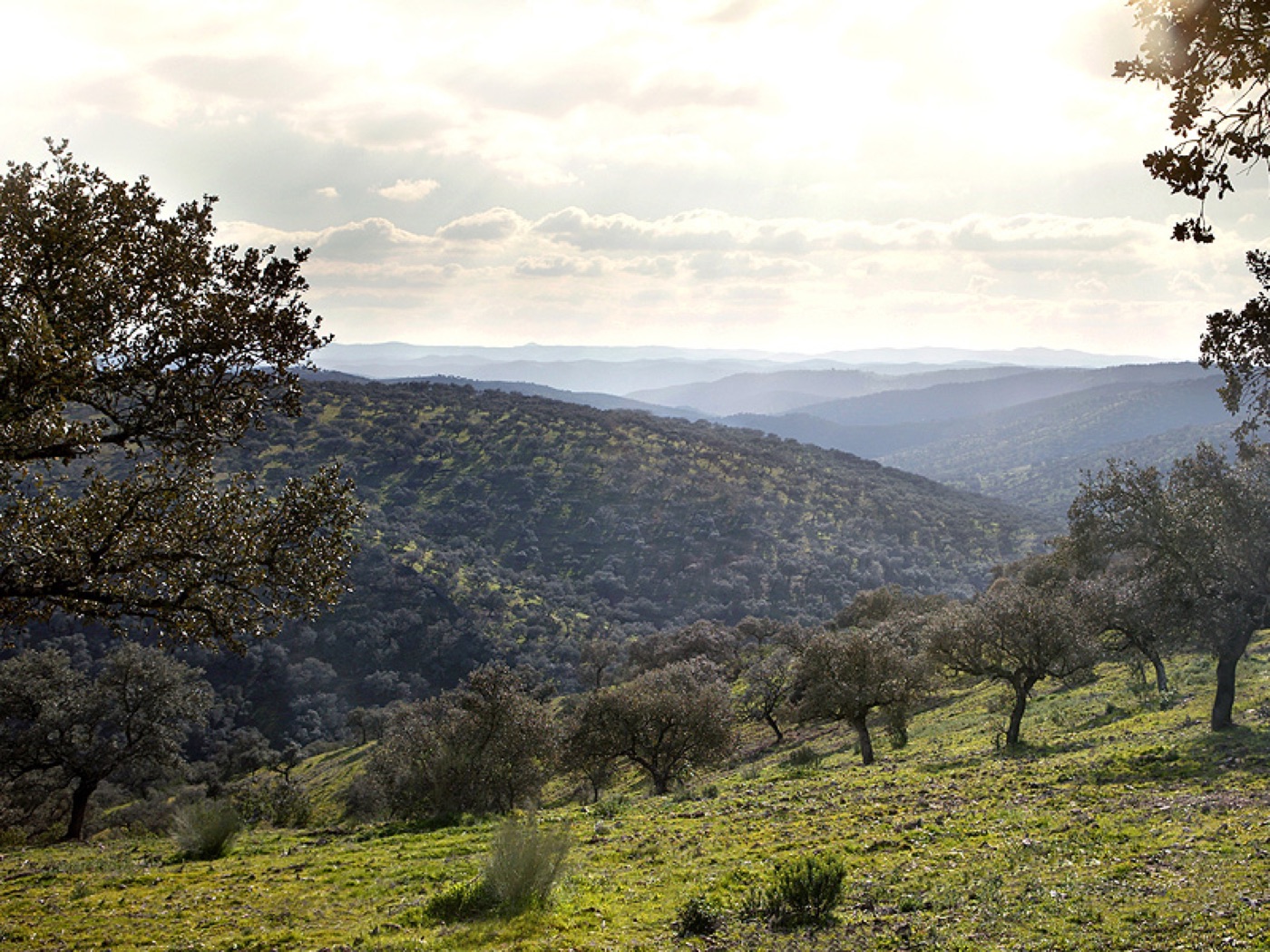 Colline e querce della Sierra de Aracena
