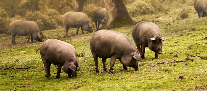 Maiali di razza iberica al pascolo nella dehesa
