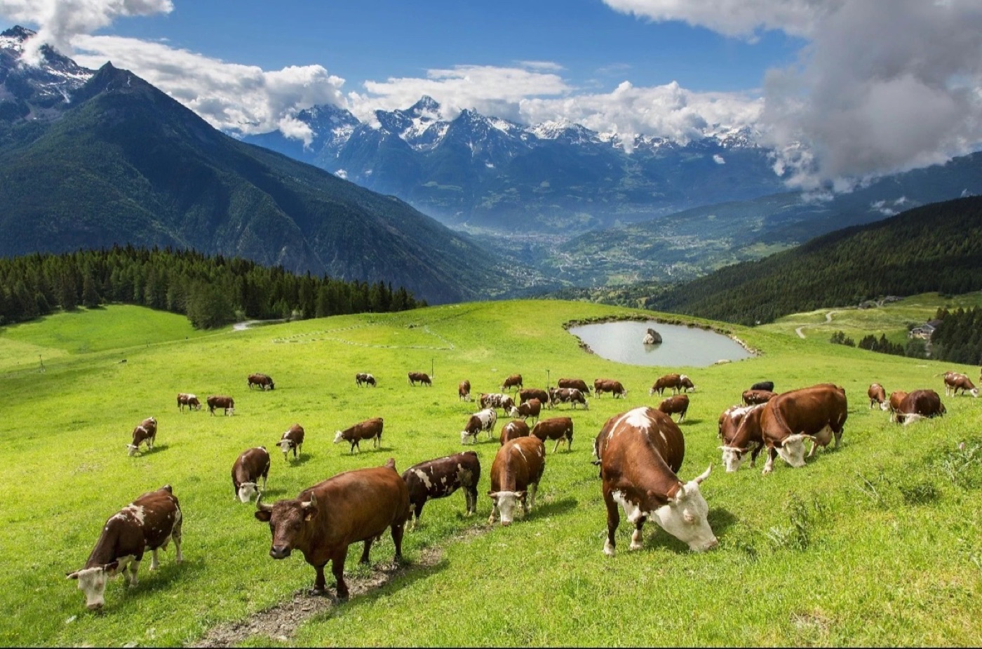 Mandria al pascolo su un alpeggio delle Alpi